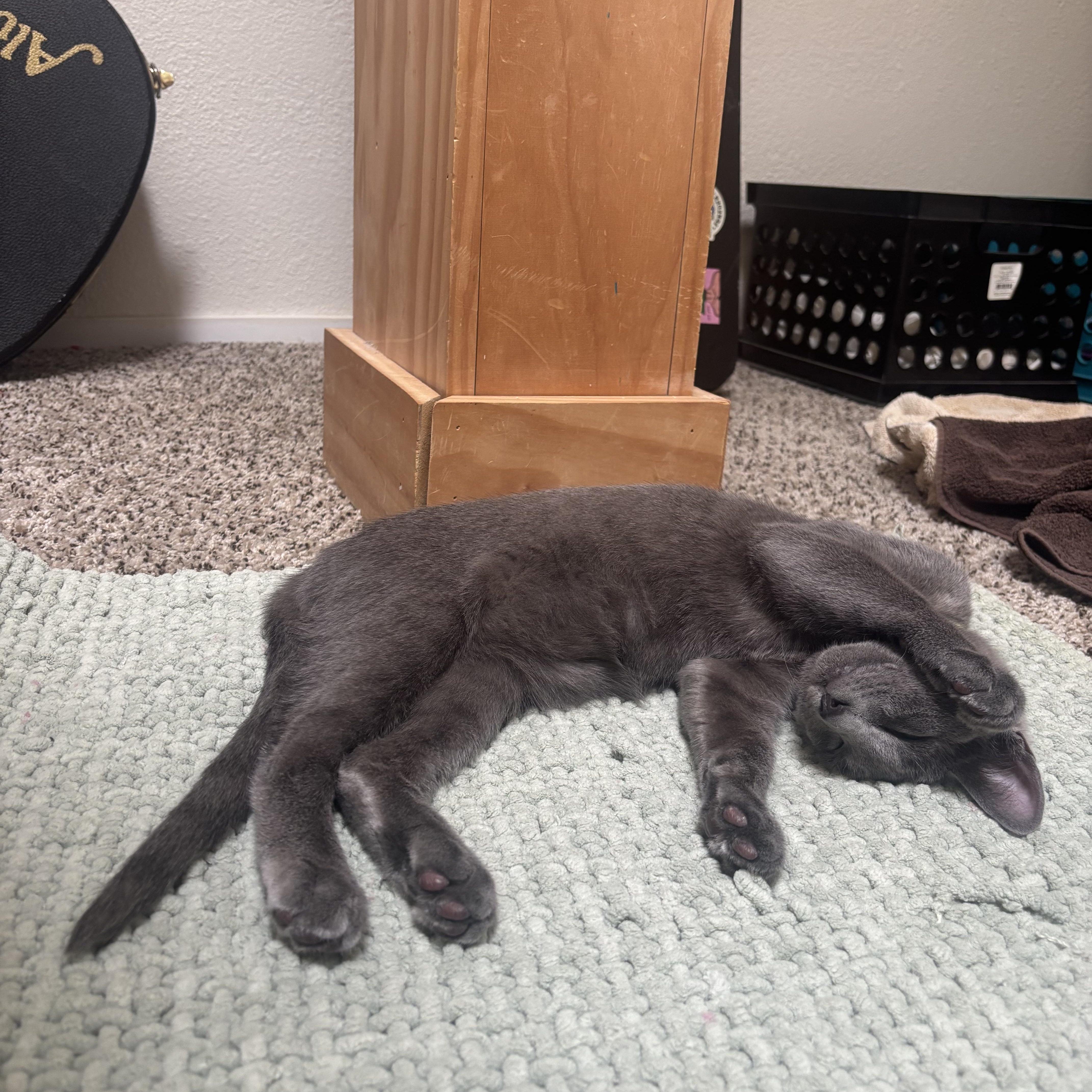 Enlarge Atticus Finch, a Adopted American Shorthair in Davis, CA image 3/5
