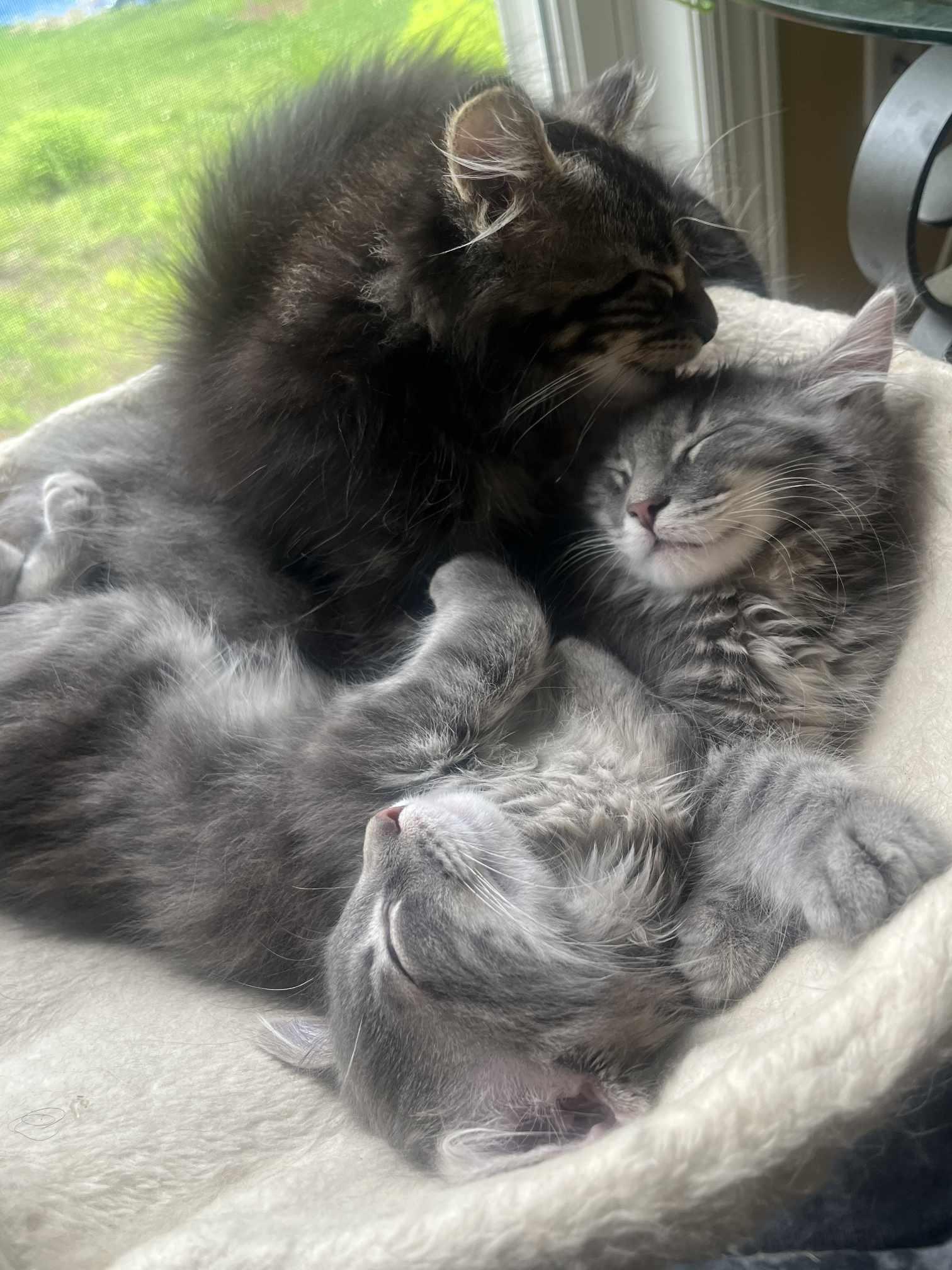 Snickerdoodle, Adopted, Young Female Domestic Long Hair.