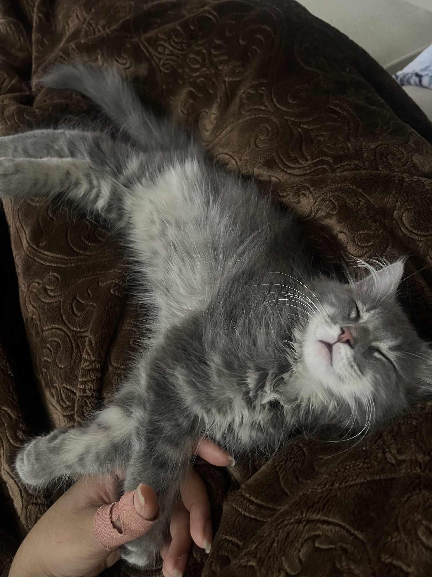 Enlarge Snickerdoodle, a Adopted Domestic Long Hair in Greensburg, PA image 2/5