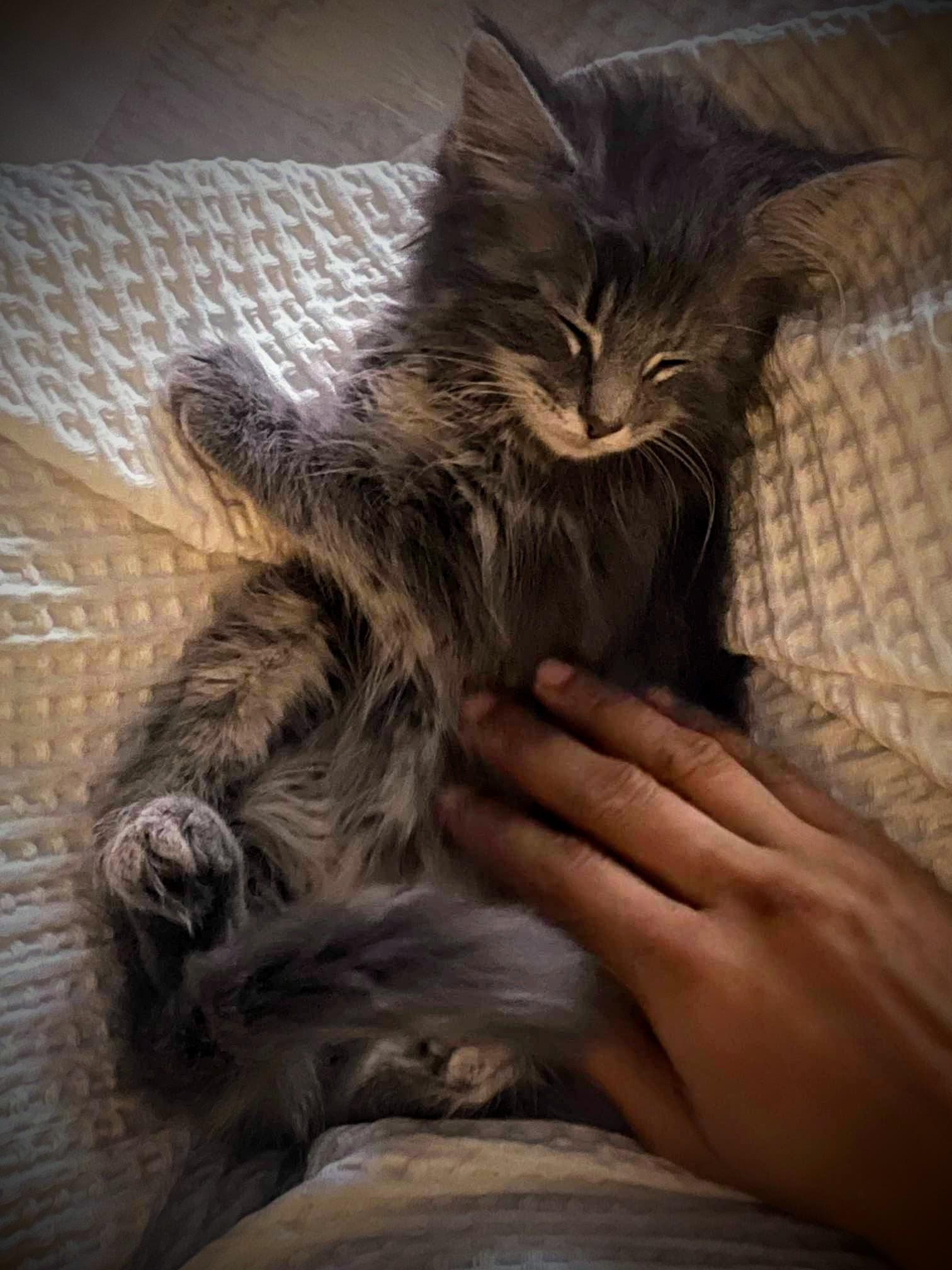 Enlarge Snickerdoodle, a Adopted Domestic Long Hair in Greensburg, PA image 3/5