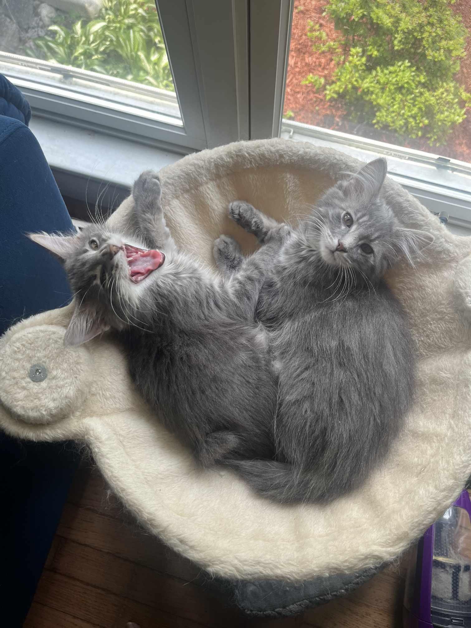 Enlarge Snickerdoodle, a Adopted Domestic Long Hair in Greensburg, PA image 4/5