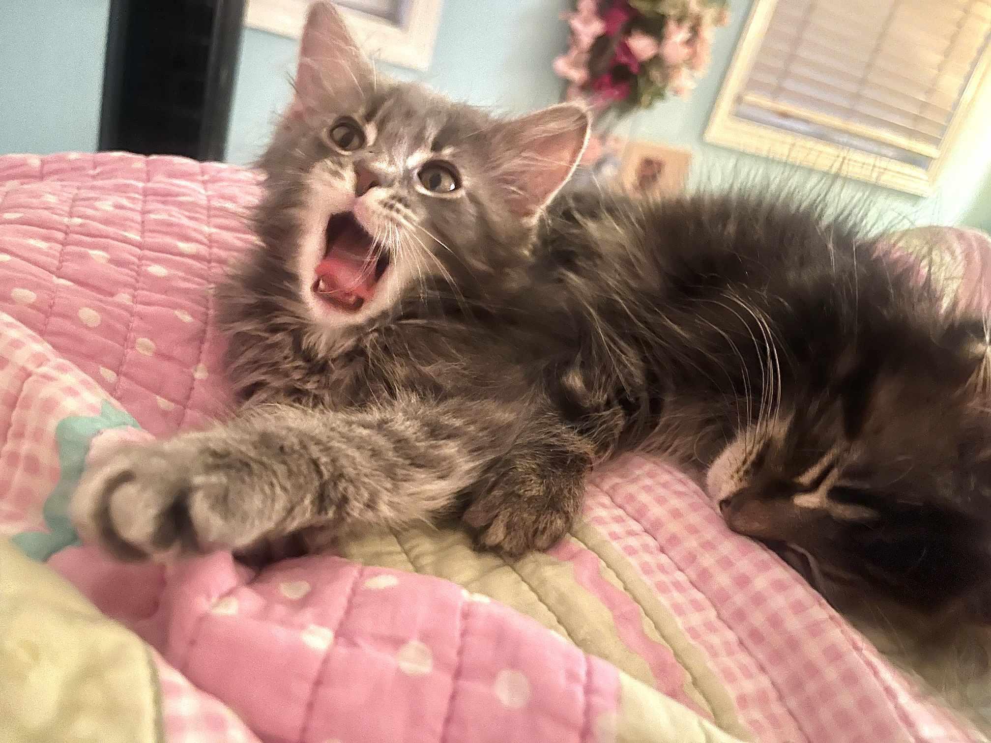 Enlarge Snickerdoodle, a Adopted Domestic Long Hair in Greensburg, PA image 5/5