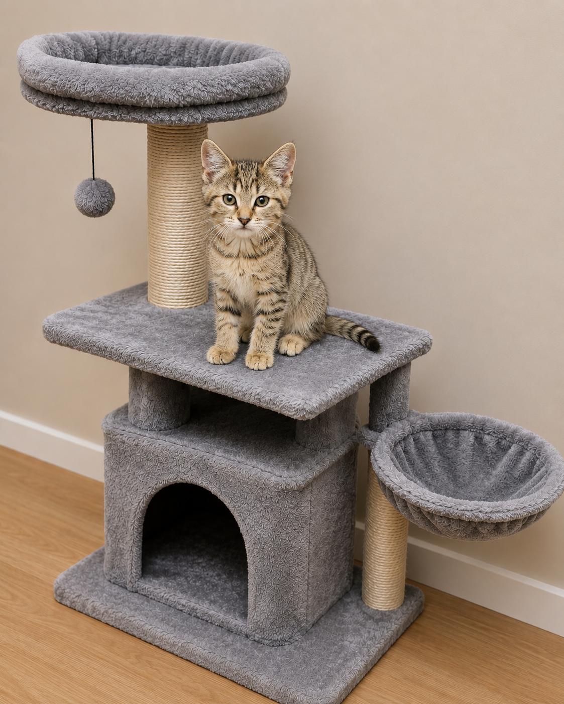 Castle, adopted, Young Male Domestic Short Hair.