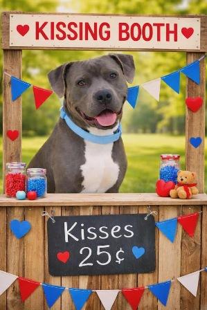 Enlarge Scooby (aka Scooby Do!), a ADOPTABLE mixed breed in West Milton, OH image 2/2