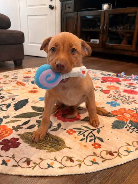 BAILEY, ADOPTABLE, Puppy Female Border Collie & Pomeranian.