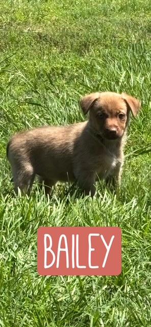 BAILEY, a ADOPTABLE mixed breed in Quitman, TX image 2/3