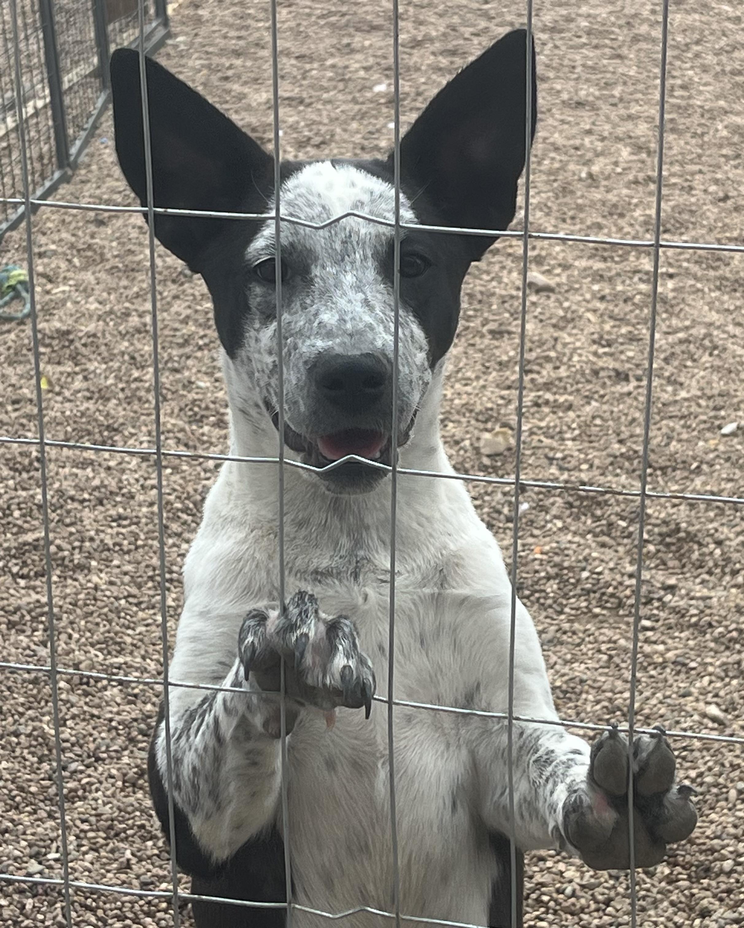Tina, a Adoptable mixed breed in Longmont, CO image 2/2