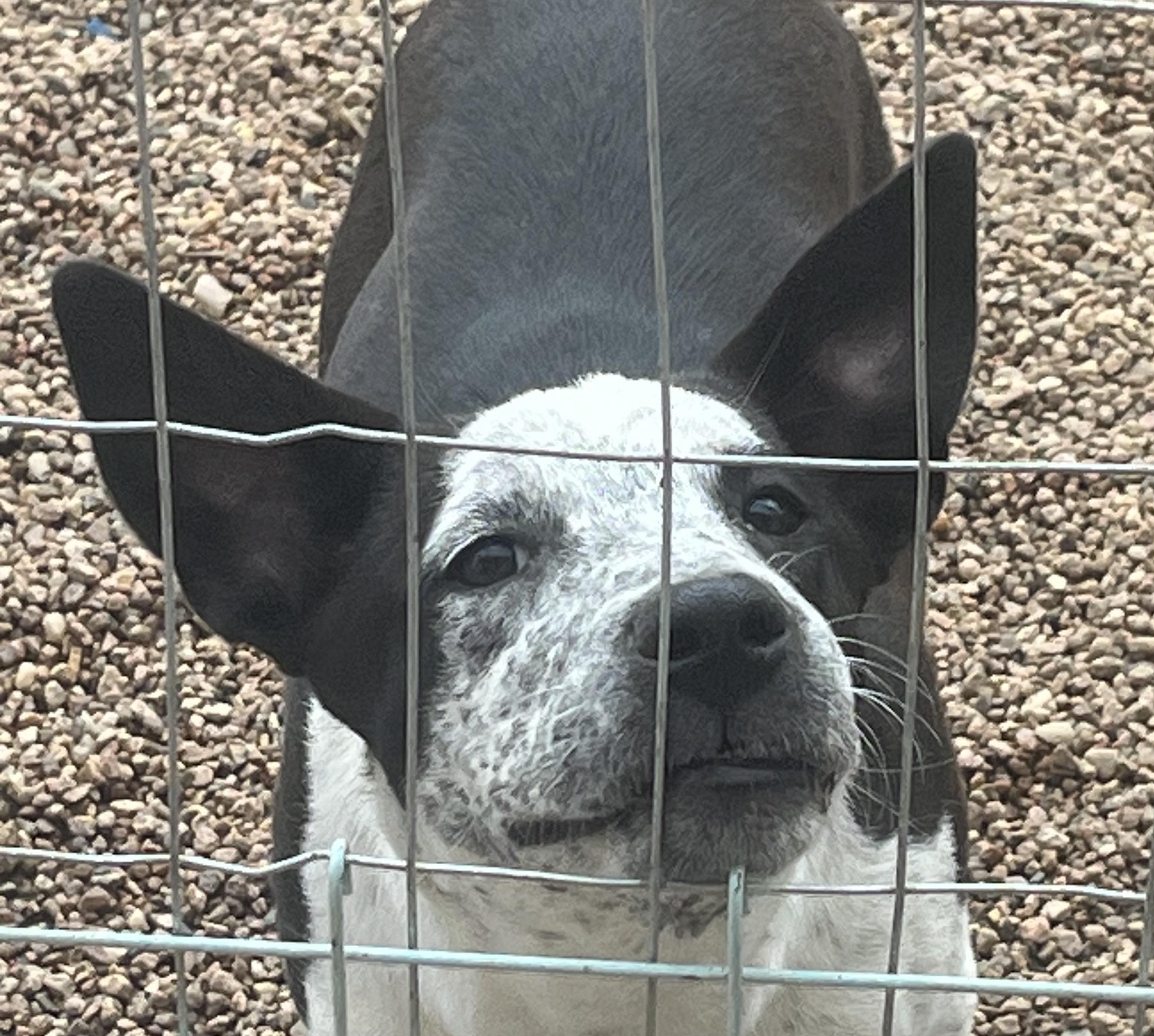 Tina, Adoptable, Puppy Female Australian Cattle Dog / Blue Heeler.