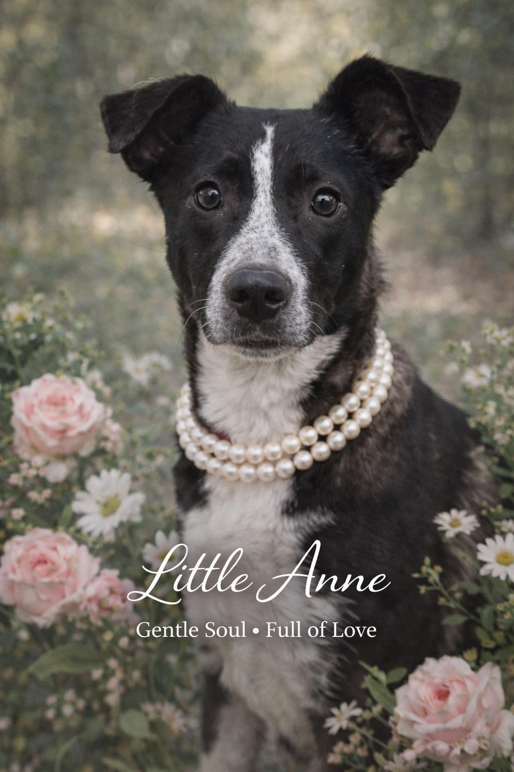 Little Anne, ADOPTABLE, Young Female Mixed Breed.
