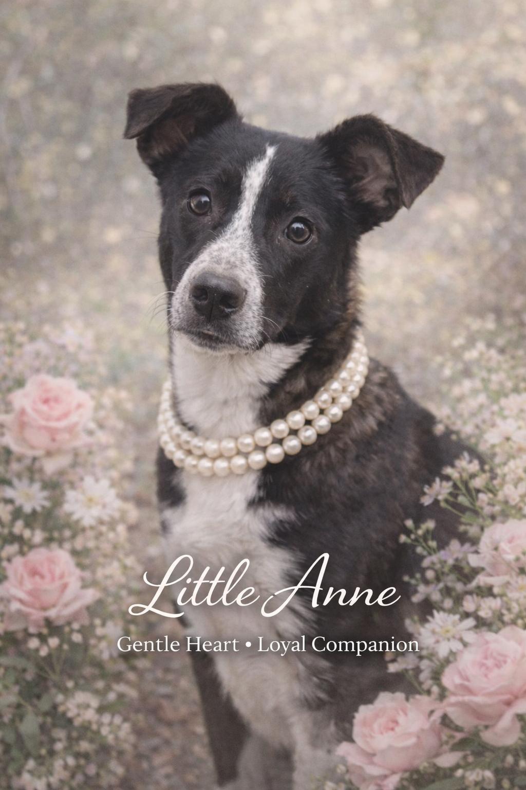 Enlarge Little Anne, a ADOPTABLE Mixed Breed in Livingston, TX image 2/2