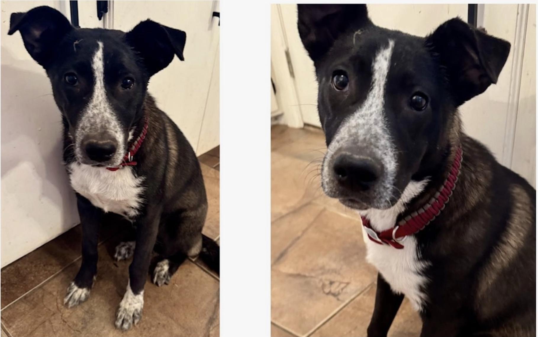 Little Anne, ADOPTABLE, Young Female Mixed Breed.