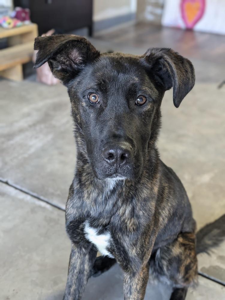 Sammy, a Adoptable mixed breed in Littleton, CO image 1/6