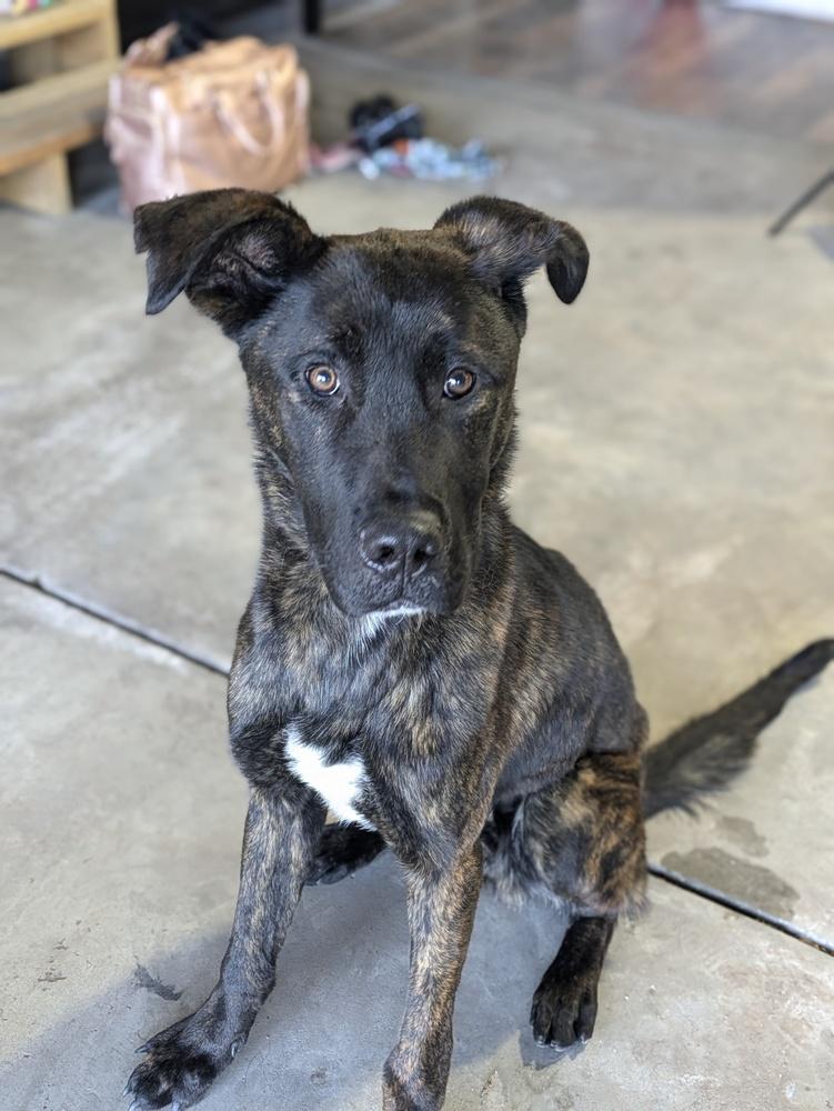 Sammy, a Adoptable mixed breed in Littleton, CO image 2/6