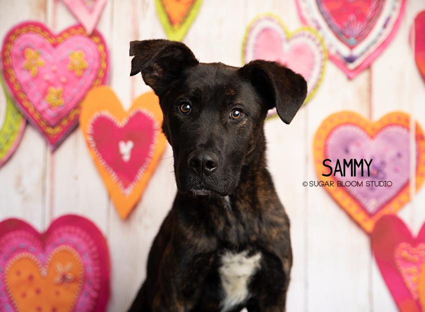 Sammy, a Adoptable mixed breed in Littleton, CO image 3/6