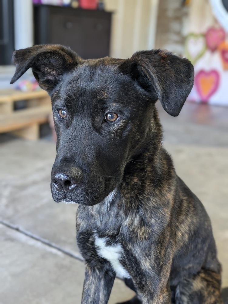 Sammy, a Adoptable mixed breed in Littleton, CO image 4/6