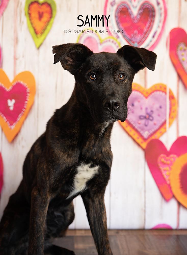 Sammy, a Adoptable mixed breed in Littleton, CO image 5/6