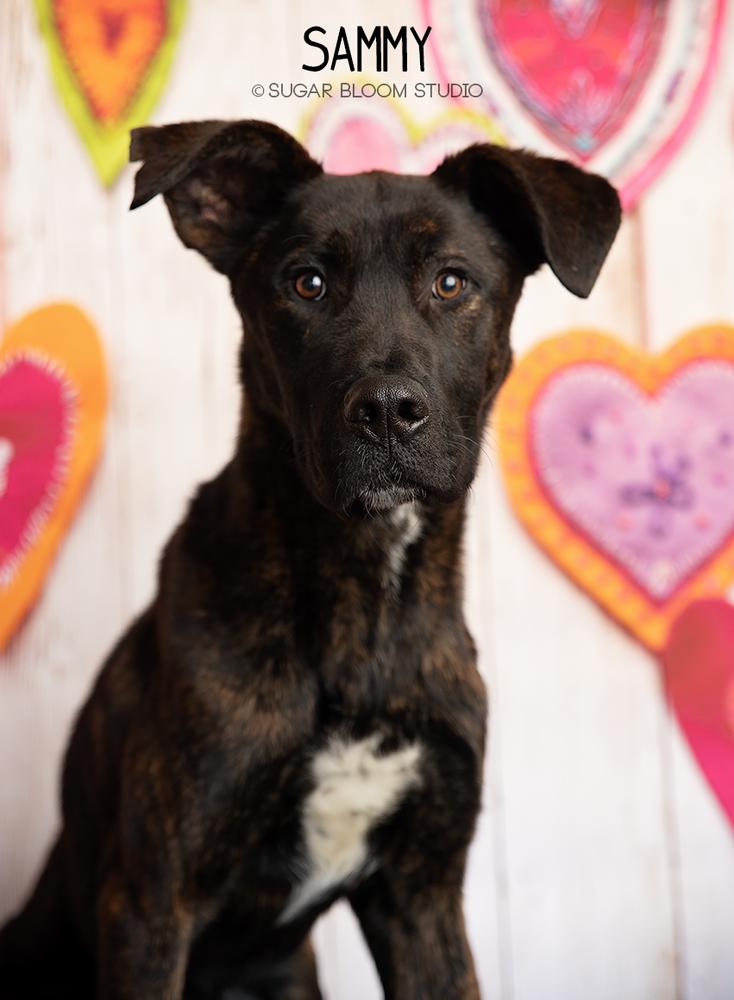 Sammy, a Adoptable mixed breed in Littleton, CO image 6/6