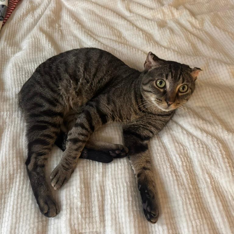 Red Lobster, Adoptable, Adult Male Domestic Short Hair.