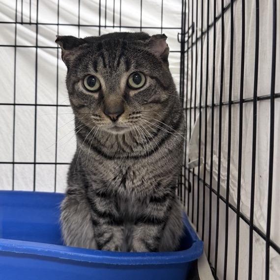 Enlarge Red Lobster, a Adoptable Domestic Short Hair in New York, NY image 1/1