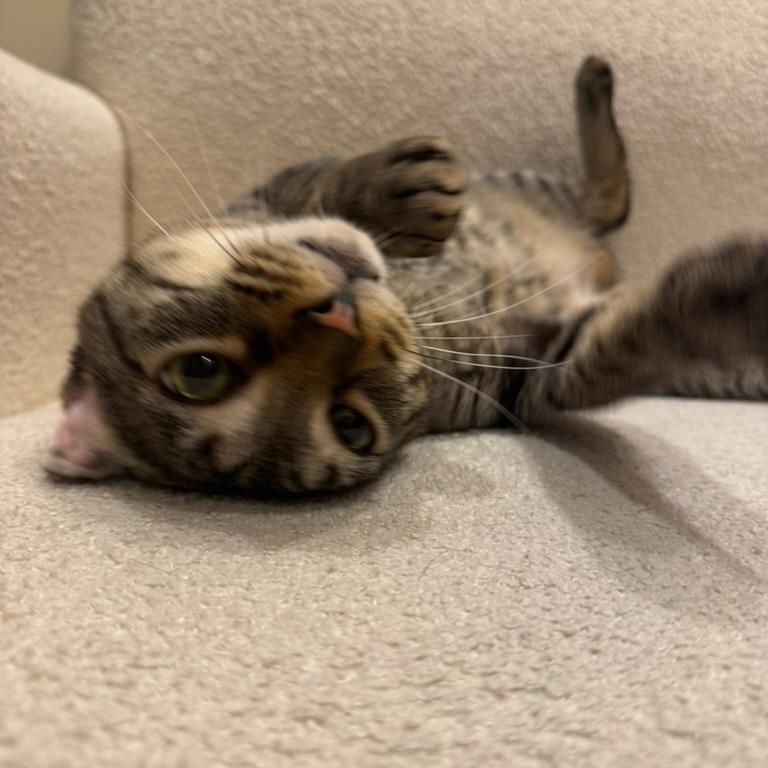 Enlarge Red Lobster, a Adoptable Domestic Short Hair in New York, NY image 3/6