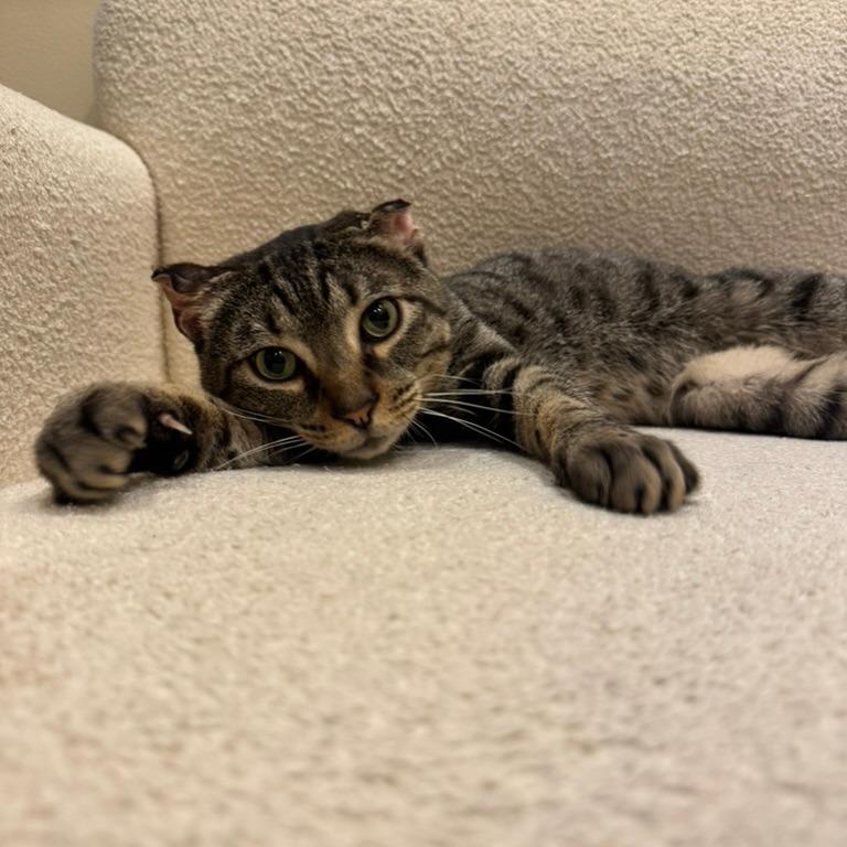 Enlarge Red Lobster, a Adoptable Domestic Short Hair in New York, NY image 4/6