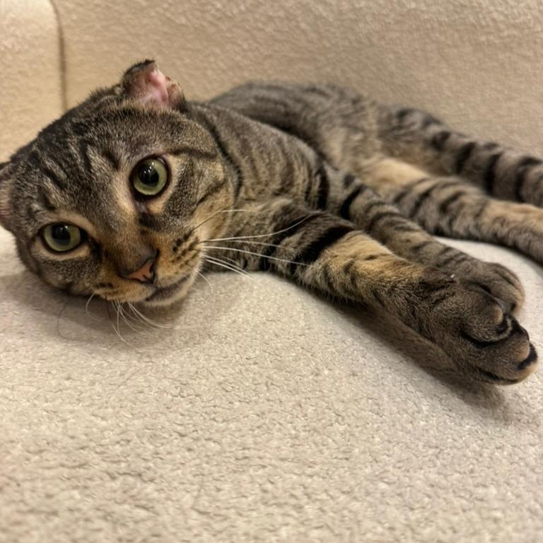 Enlarge Red Lobster, a Adoptable Domestic Short Hair in New York, NY image 5/6