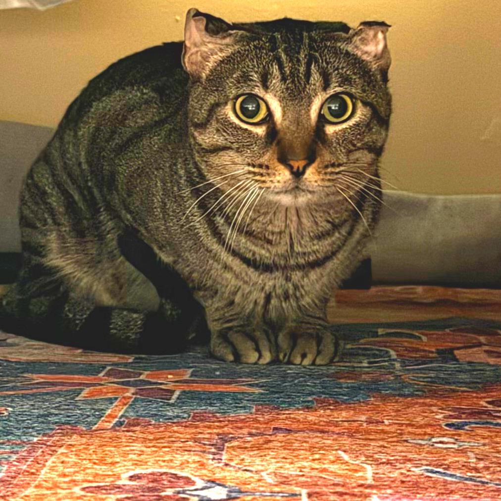 Enlarge Red Lobster, a Adoptable Domestic Short Hair in New York, NY image 6/6