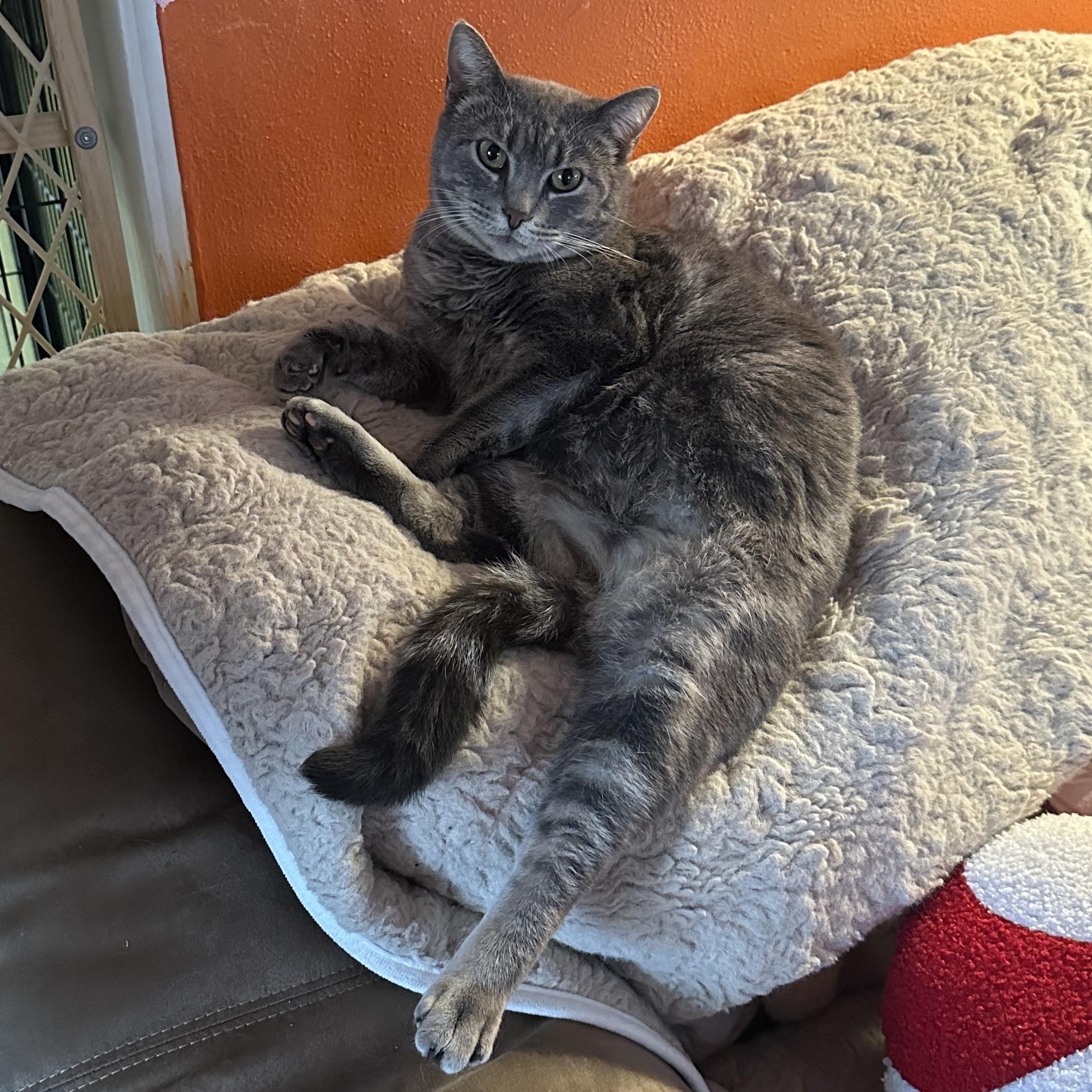 Miss Piggy, Adoptable, Adult Female Egyptian Mau & American Shorthair.