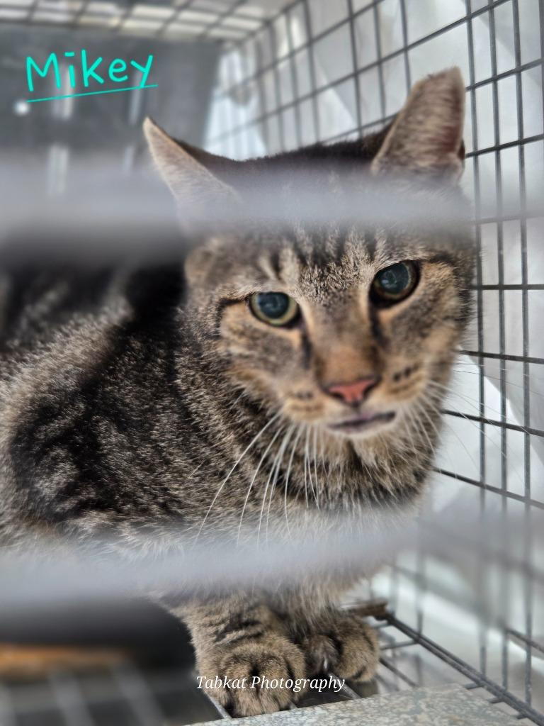 Mikey, Adoptable, Adult Male Domestic Short Hair.