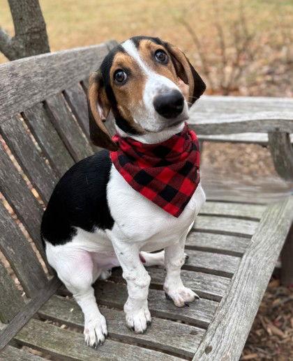 Enlarge Sherlock, a Adoptable Basset Hound in Midland, VA image 1/1