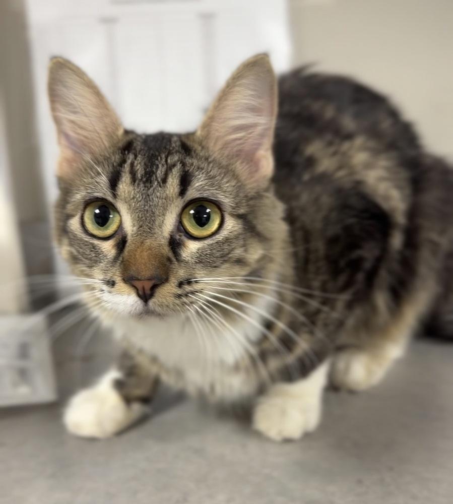 Enlarge Toad, a Adoptable mixed breed in Bemidji, MN image 1/1