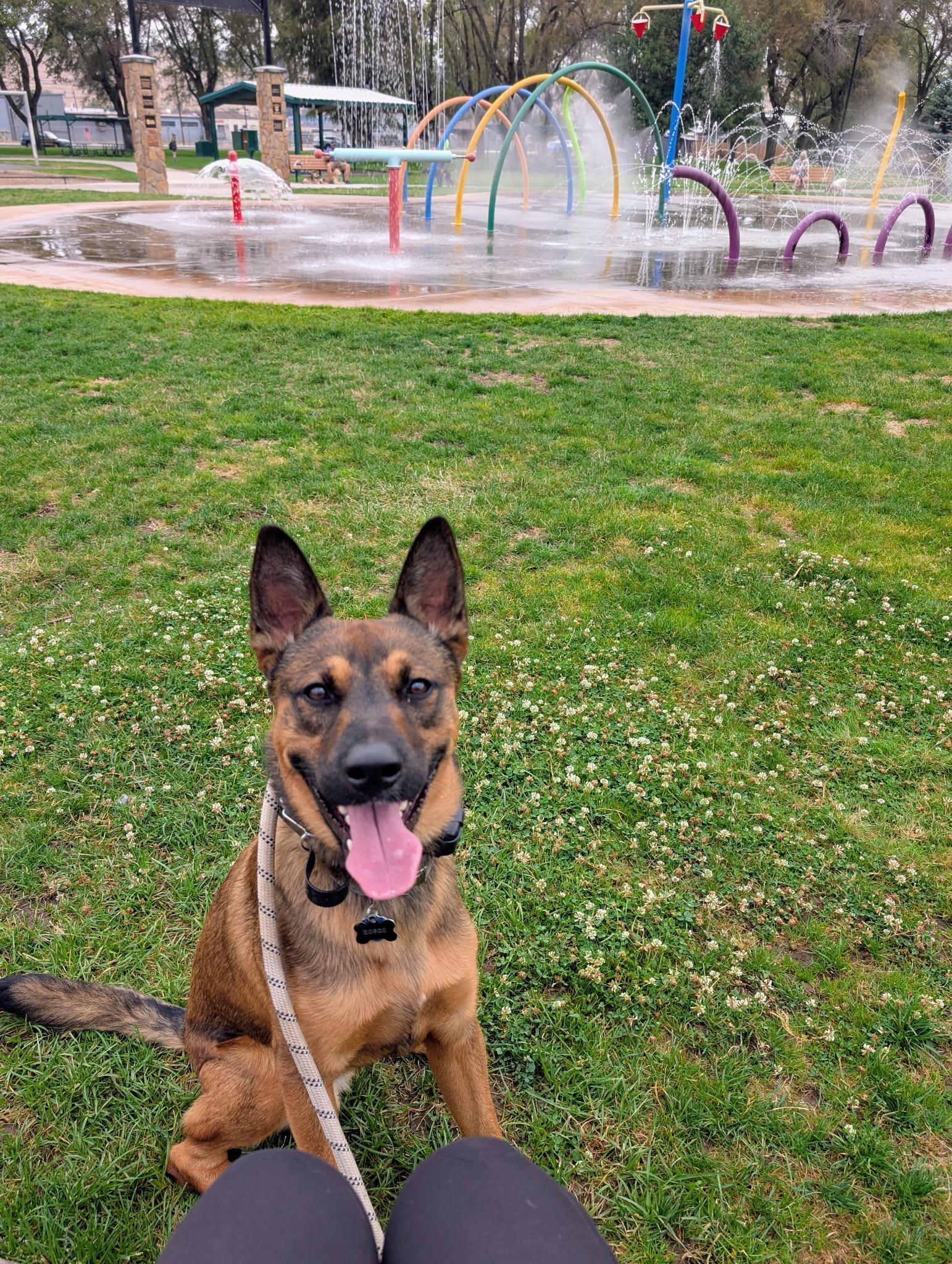 Enlarge Rosco **Courtesy Listing**, a Adoptable mixed breed image 1/1