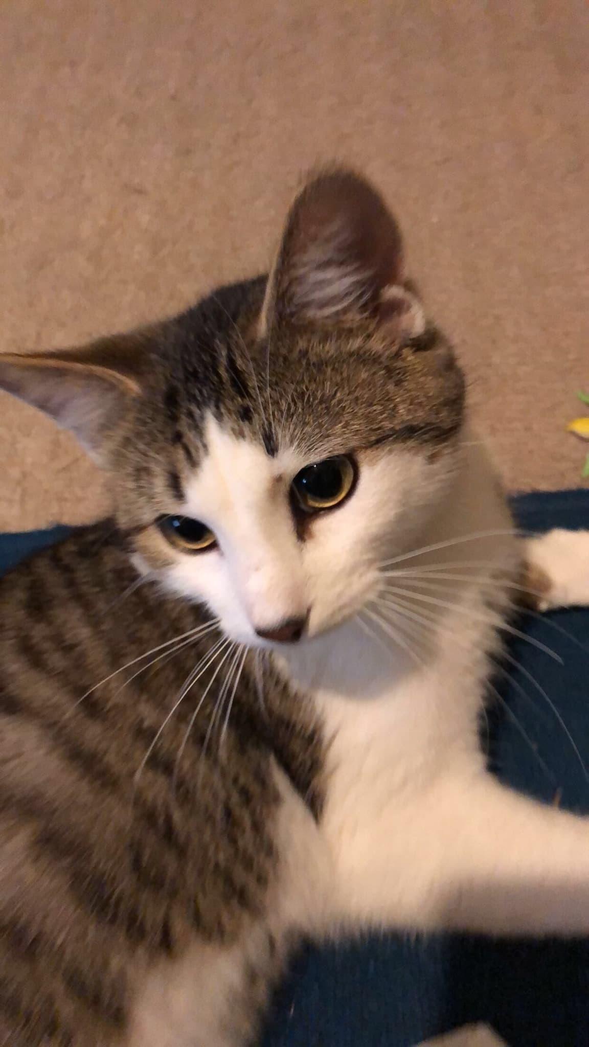 Buddy, Adopted, Young Male Domestic Short Hair.