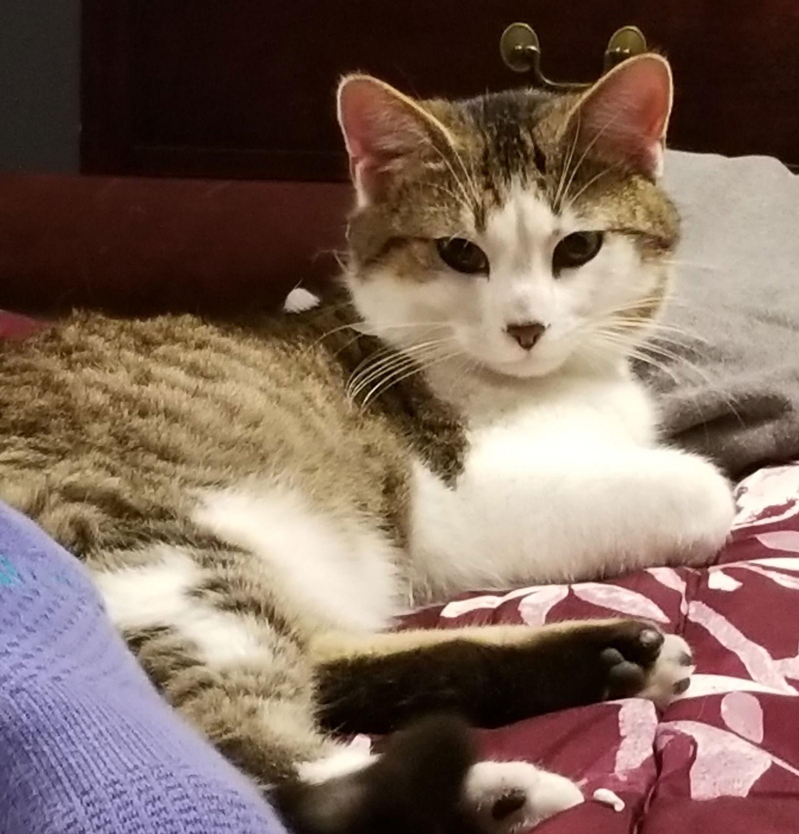 Enlarge Buddy, a Adopted Domestic Short Hair in Cromwell, KY image 3/3