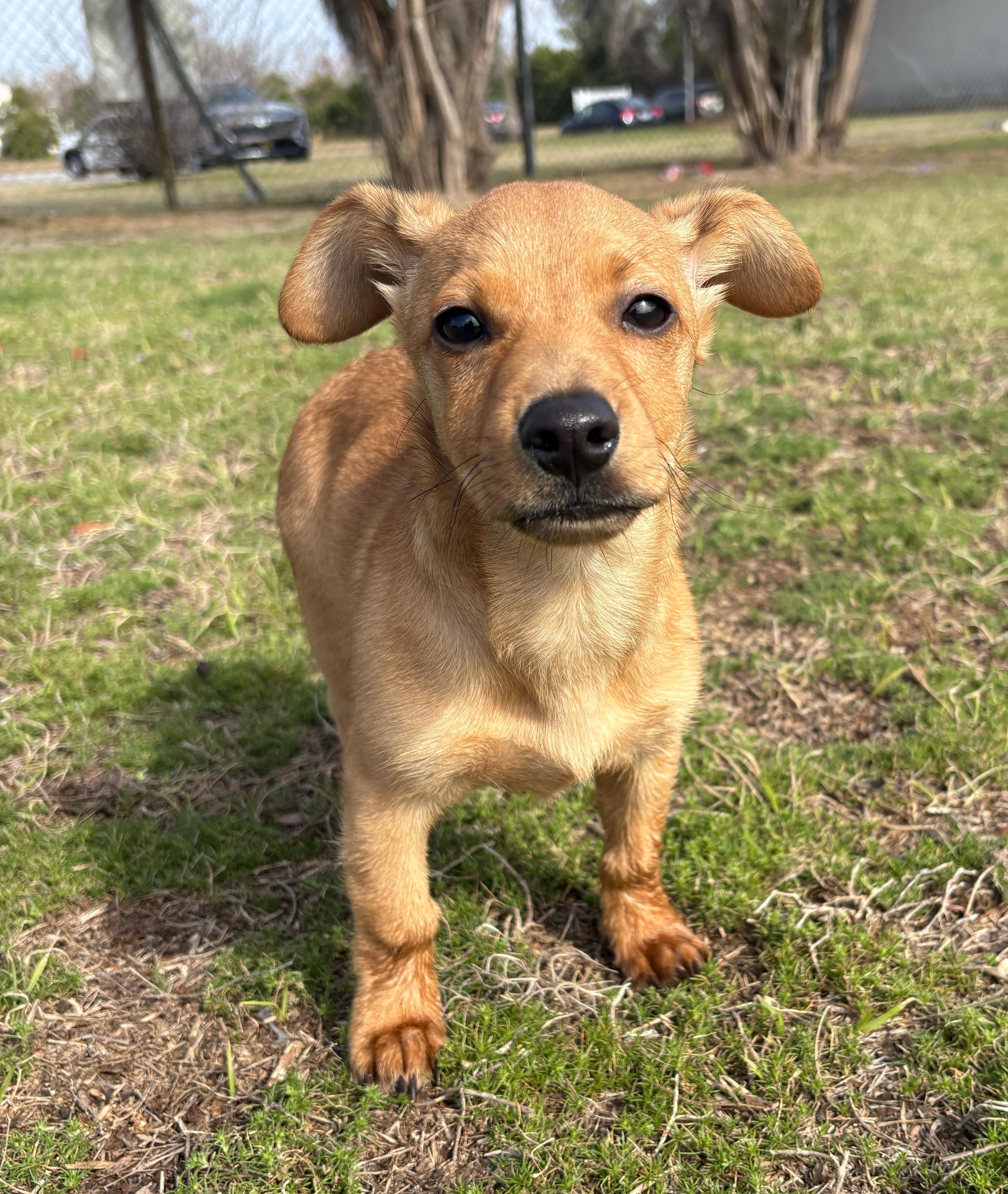 Tiny, an adopted mixed breed in Valdosta, GA image 1/4
