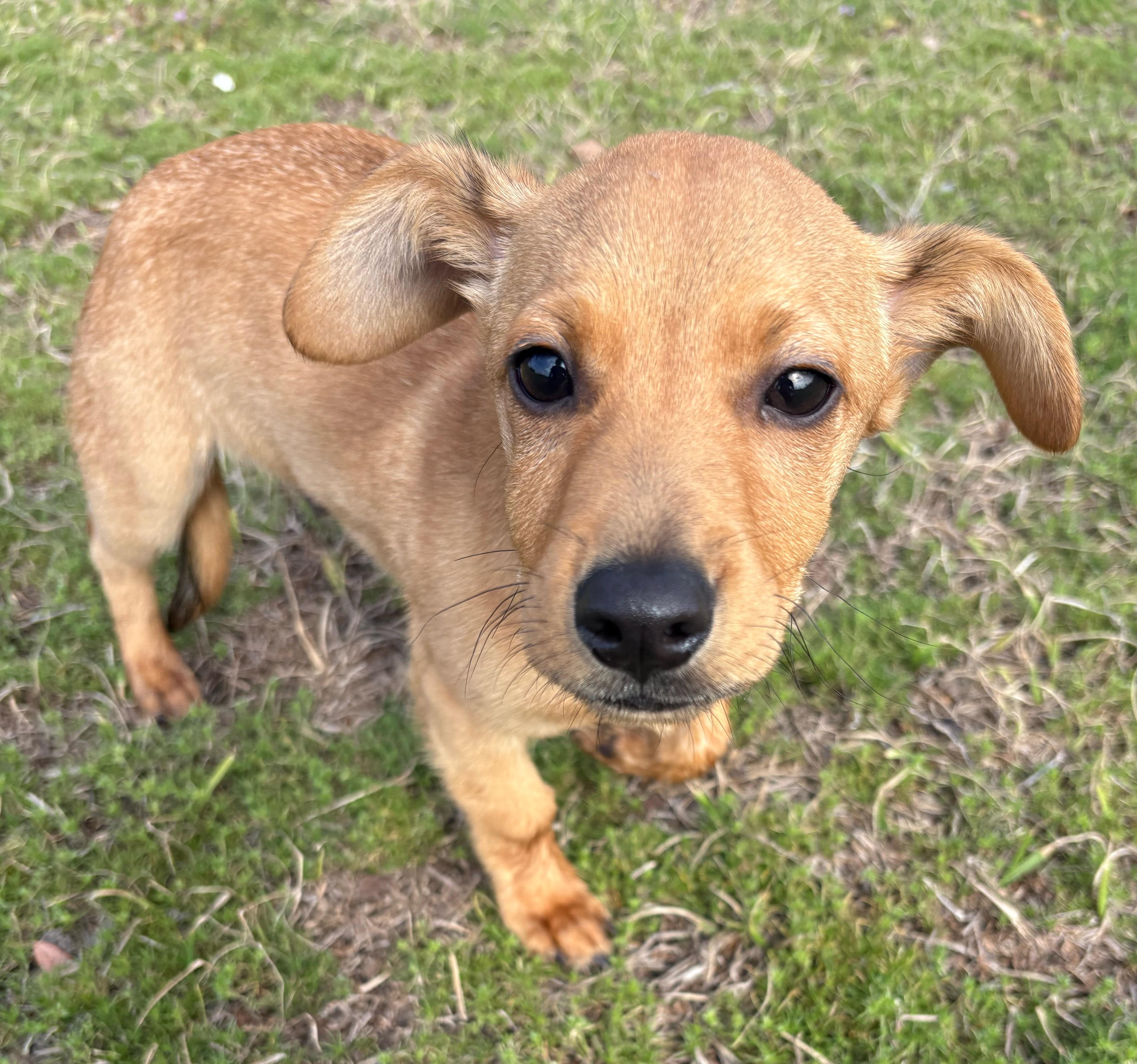 Tiny, an adopted mixed breed in Valdosta, GA image 4/4