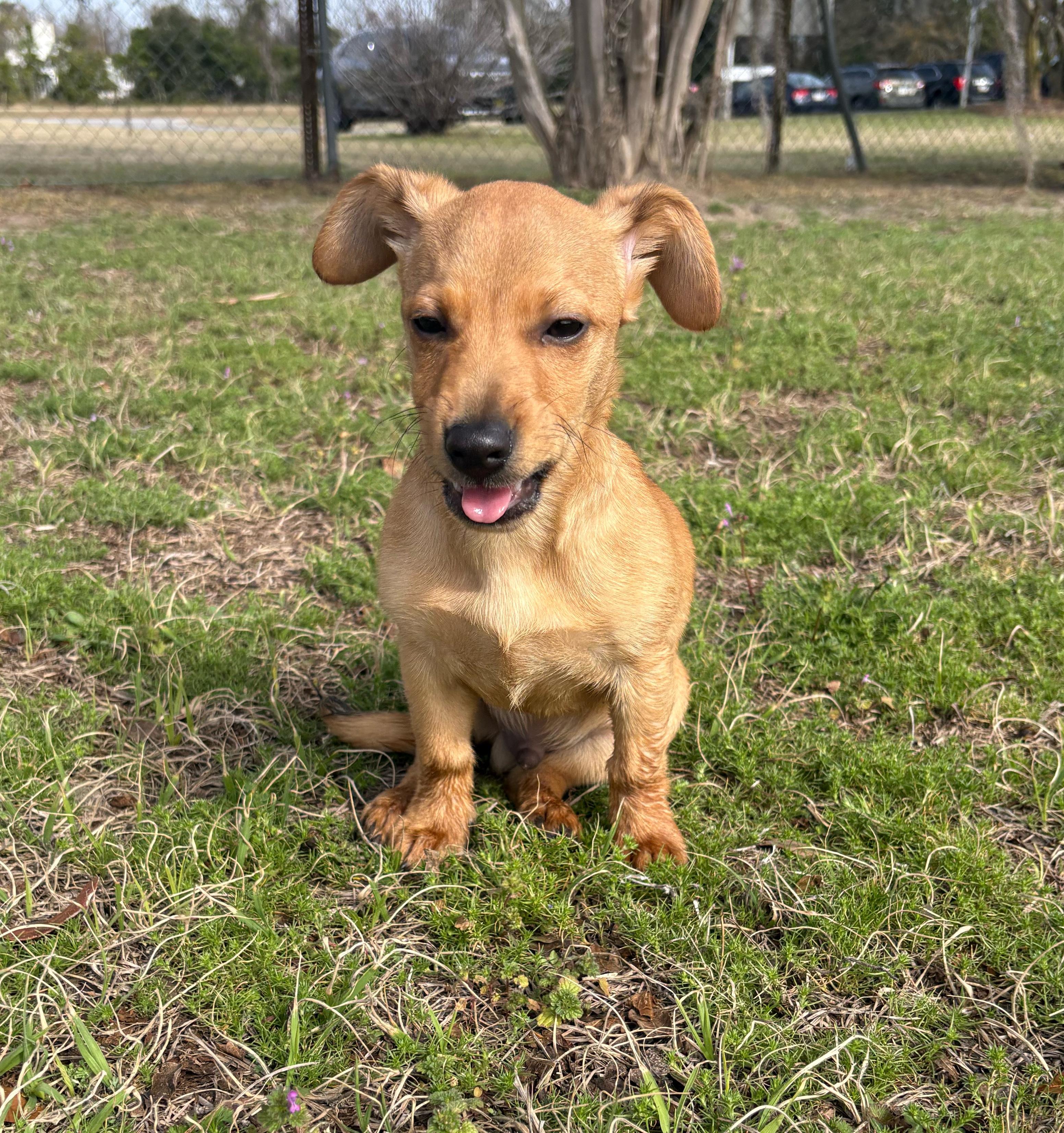 Tiny, an adopted mixed breed in Valdosta, GA image 3/4