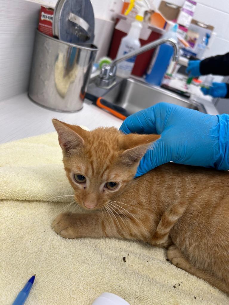 Murphy, Adoptable, Kitten Male Domestic Short Hair.