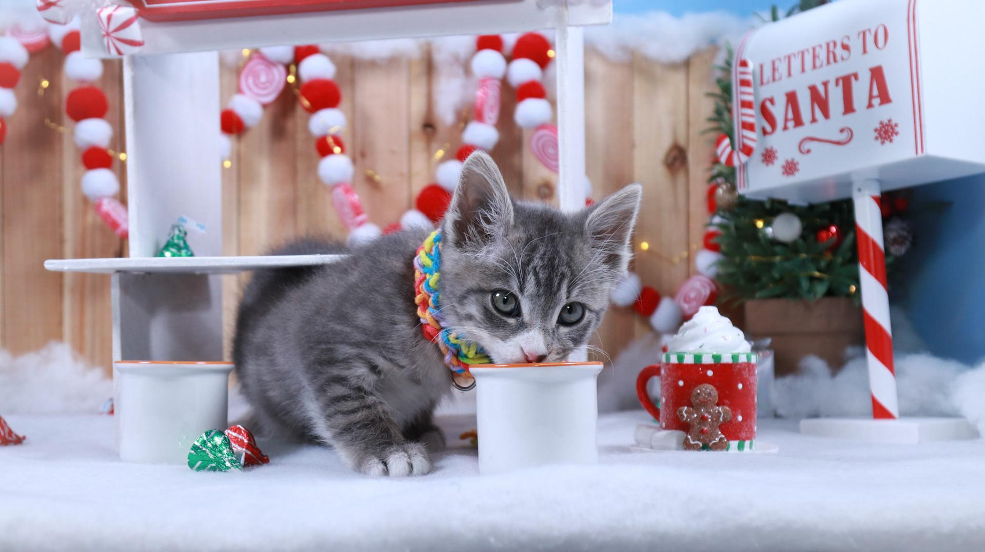 Keaton, an adopted mixed breed in Parker, TX image 1/6