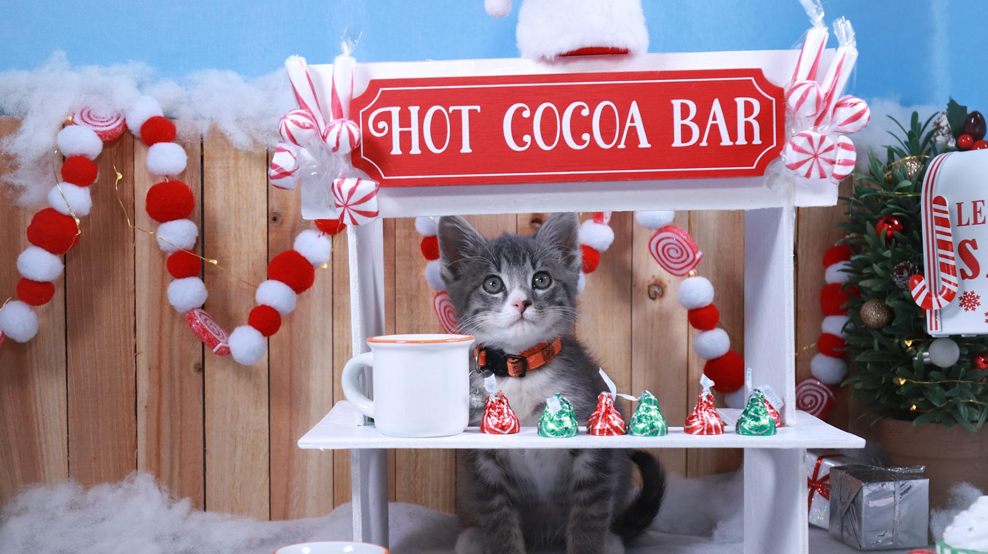 Keaton, an adopted mixed breed in Parker, TX image 4/6