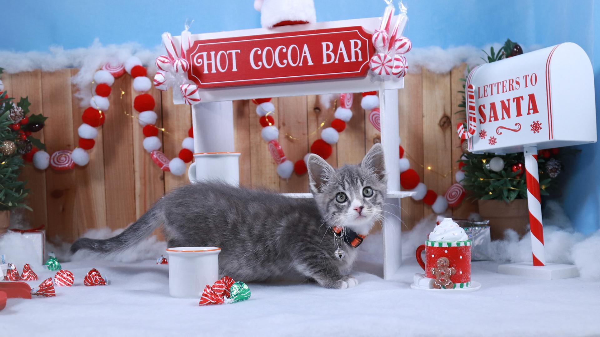 Keaton, an adopted mixed breed in Parker, TX image 2/6