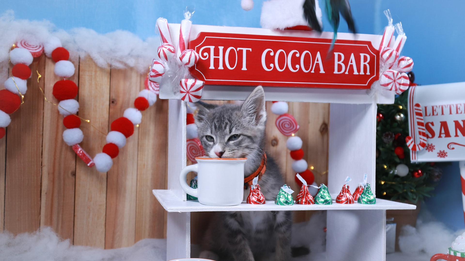 Keaton, an adopted mixed breed in Parker, TX image 6/6