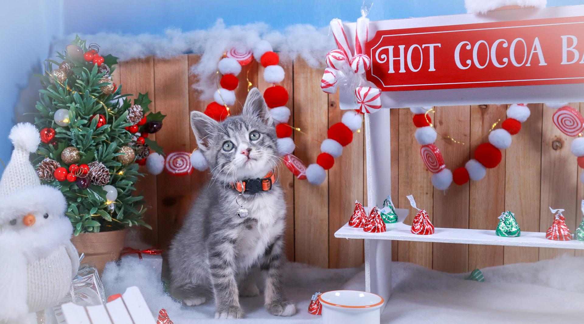 Keaton, an adopted mixed breed in Parker, TX image 5/6