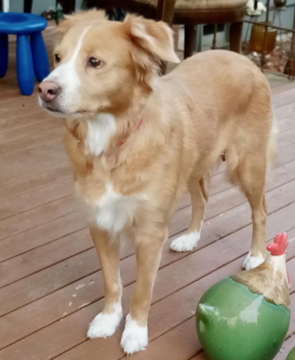 Enlarge Nani, an adopted mixed breed in Silvana, WA image 2/2