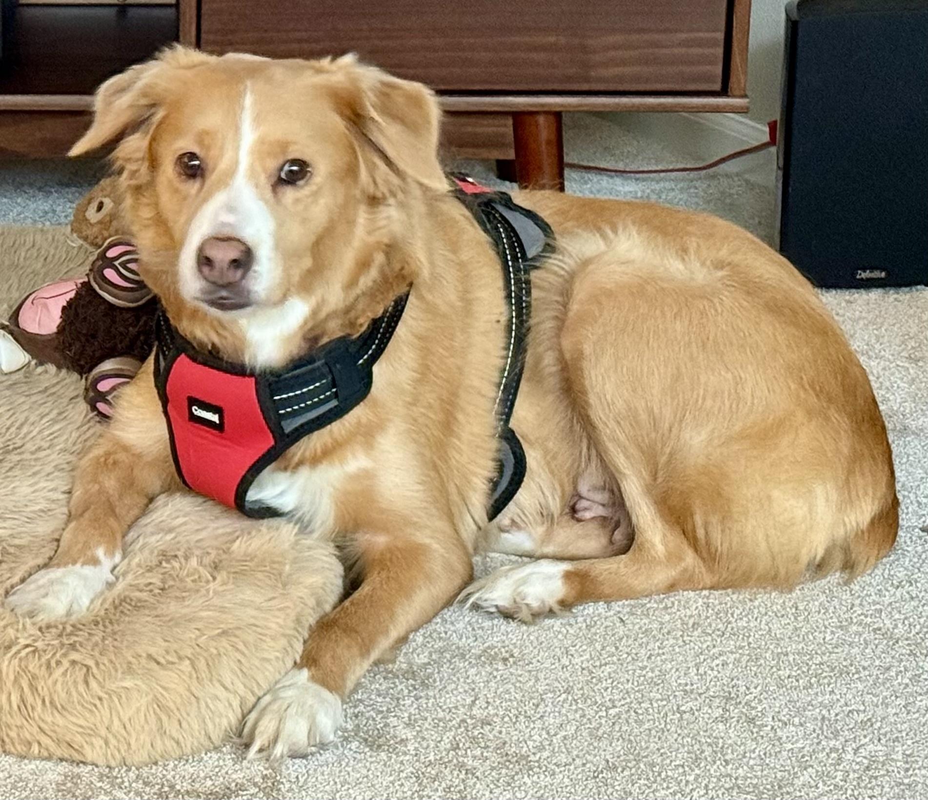 Enlarge Nani, an adopted mixed breed in Silvana, WA image 1/2