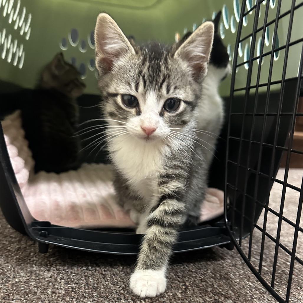 Penny F-21621, Adoptable, Kitten Female Domestic Short Hair.