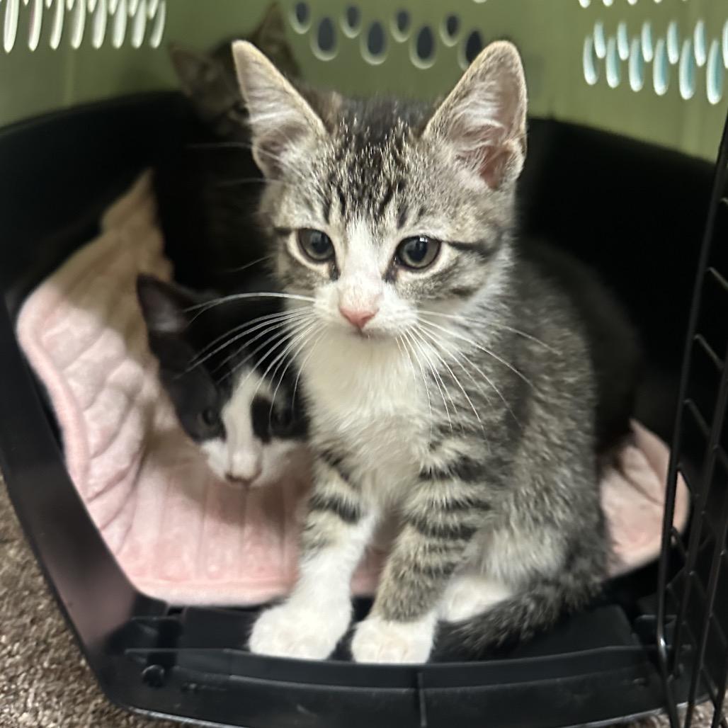 Enlarge Penny F-21621, a Adoptable Domestic Short Hair in Oklahoma City, OK image 2/4