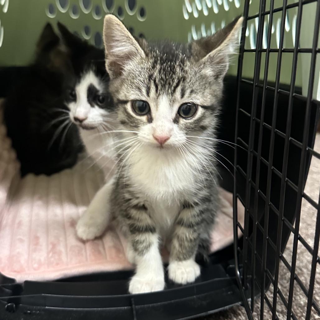 Enlarge Penny F-21621, a Adoptable Domestic Short Hair in Oklahoma City, OK image 4/4