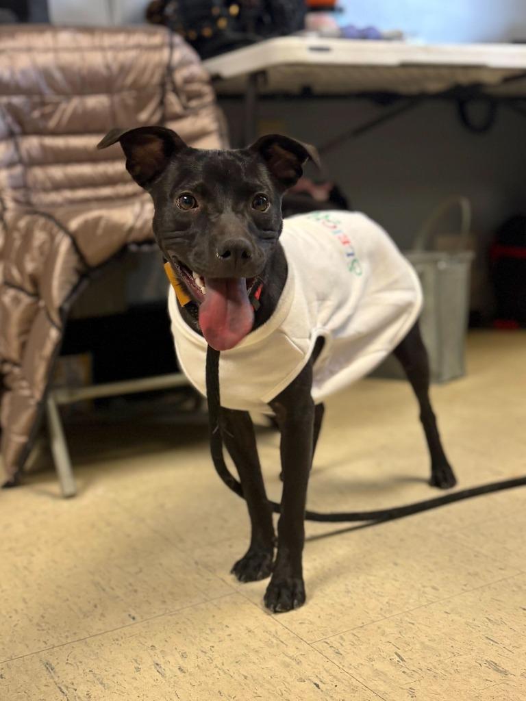 Samara Morgan, a Adoptable mixed breed in Chillicothe, OH image 1/2