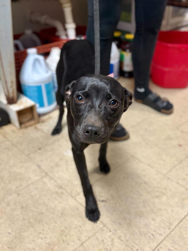 Samara Morgan, a Adoptable mixed breed in Chillicothe, OH image 2/2